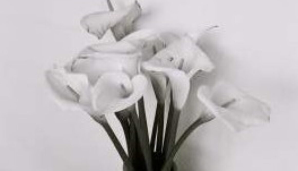 -db_img-WhiteLily