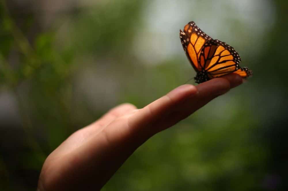 MonarchButterfly