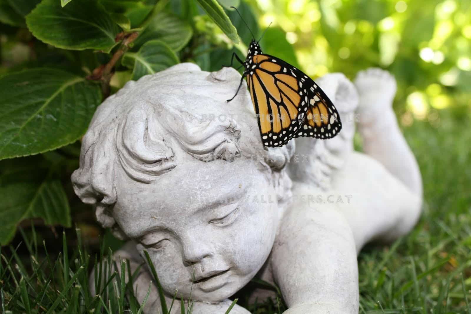 MonarchCherub