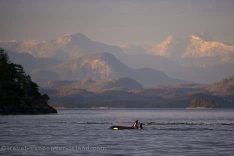 Killer Whales off Northern Vancouver Island, British Columbia, Canada Killer Whales off Northern Vancouver Island, British Columbia, Canada
