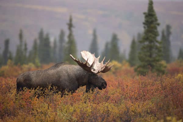 Moose Bull (Alces alces) walking in forest clearing, Denali National Park, USA, September