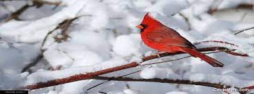 CardinalWinter CardinalWinter