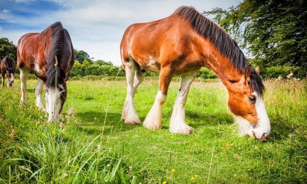 Clydesdales