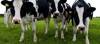 DairyCows DairyCows