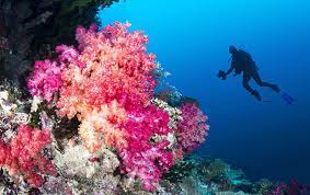 Diver Diver