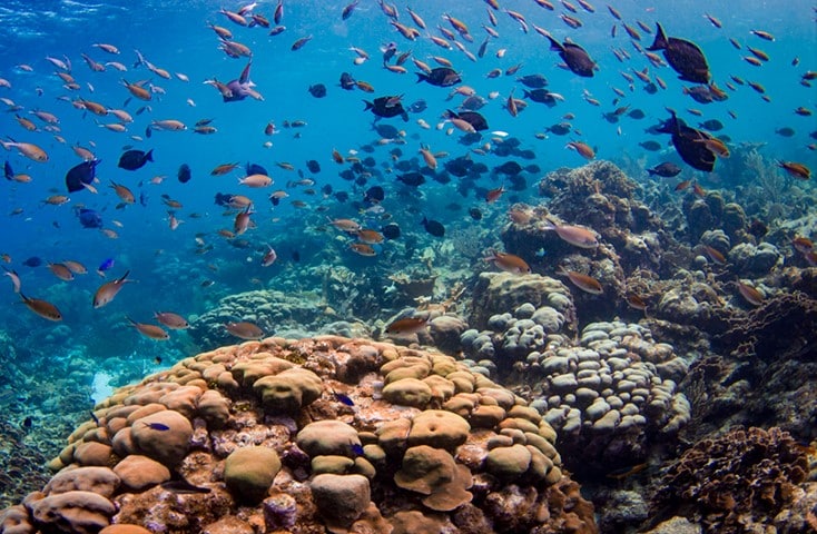 Reef Reef