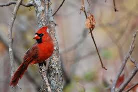 Cardinal