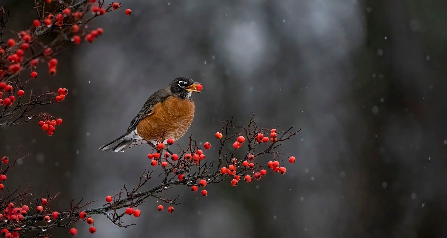 Robin