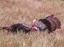 TurkeyWild TurkeyWild