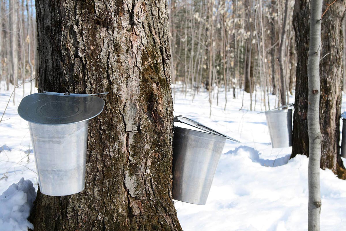 aluminum-sap-buckets-hanging-from-maple-trees aluminum-sap-buckets-hanging-from-maple-trees